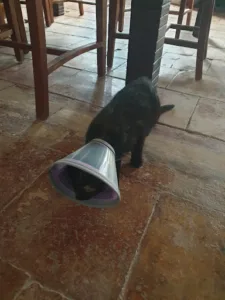 Cabinet vétérinaire Mas de Cazes à Parisot