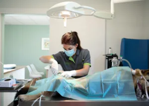 Cabinet Vétérinaire du Lapin Vert à Ciré-d'Aunis