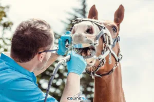 Equinerj – Dentisterie équine  Rémi Julien à Bougé-Chambalud