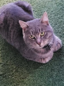 Clinique vétérinaire Coutras Cuq Garali à Coutras