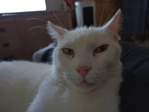 Cabinet Vétérinaire du Chat Mousset à Saint-Laurent-de-Chamousset