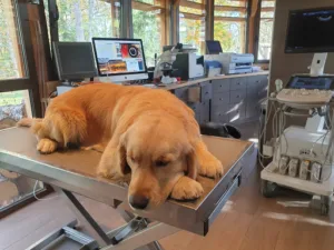 Cabinet vétérinaire du Dr Mirkovic Sébastien à Saint-Cyr-les-Vignes