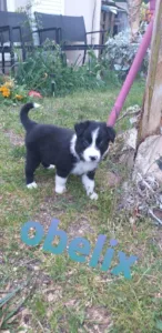 Berthelot Anne à Château-la-Vallière