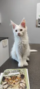 Vet Passion à Muille-Villette