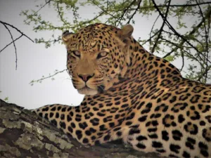 Cabinet Vétérinaire de Clapiers Veto Clapiers à Clapiers