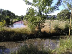 Clinique Vétérinaire des Pêcheurs d’Islande à Rochefort