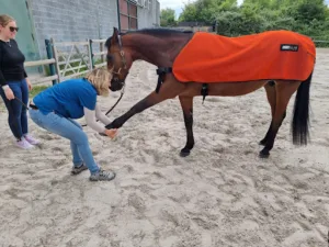 Docteur Laurine Renard vétérinaire ostéopathe à Péronne-en-Mélantois