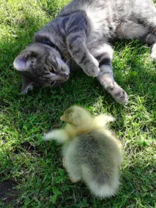 Vetarzon à Craponne-sur-Arzon