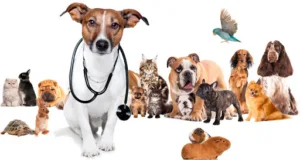 Le Grand Chêne – AUPS à Aups