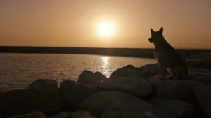 Alicia Fournier Osteopathe Animalier à Teyran