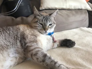 Clinique vétérinaire du GIBAOU à Roquefort-la-Bédoule