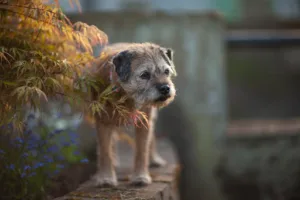 Dr Sylvie Barre et Dr Stéphanie Le Gall à Trouville-sur-Mer