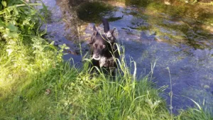 Sabatini Véronique à Le Pontet