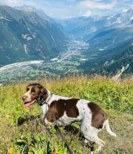 CABINET VETERINAIRE à Megève