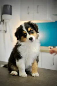 Clinique Vétérinaire de Bellevue à Les Angles