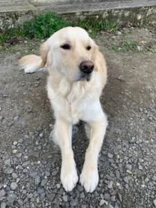 Clinique Vétérinaire des Martres à Les Martres-de-Veyre