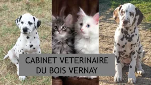 Cabinet vétérinaire du Bois Vernay Dr Grange Anne à La Gimond