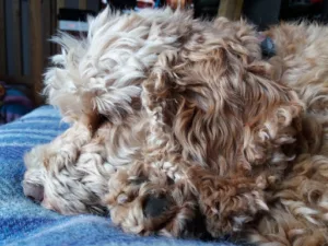 Docteur vétérinaire Xavier Pinault à Port-Sainte-Foy-et-Ponchapt