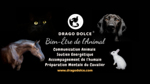 Drago Dolce à Naves