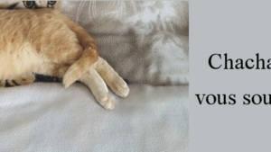 Clinique Vétérinaire Saint Antoine à Proville