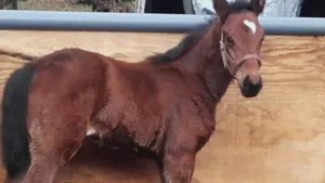 Imbert Catherine à Luxey