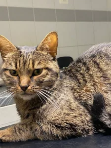 Clinique Vétérinaire des Fondus à Allonnes