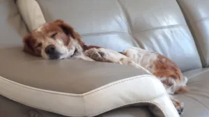 Veterinary Clinic Jean Jaurés à Vernon