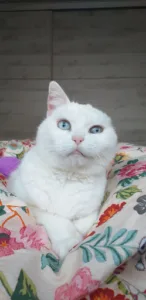 Cabinet vétérinaire de la Pyramide à Haulchin