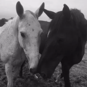 Diane LIENASSON vétérinaire équin et canin (chevaux, chats, chiens) à Monsaguel