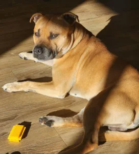 Vétérinaires du Frémur à Matignon