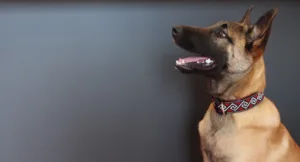 Veterinary Clinic Proxivet à Mondeville