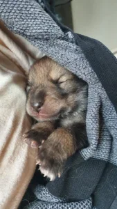 Clinique vétérinaire AMIVETOS Mouroux Coulommiers à Mouroux