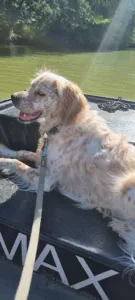 Clinique Veterinaire du Herpin à Cancale