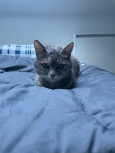 Clinique Vétérinaire VPLUS de Sainte Eulalie à Sainte-Eulalie