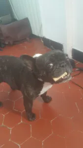 Clinique Vétérinaire de l’Etang – Saint Philbert sur Risle à Saint-Philbert-sur-Risle