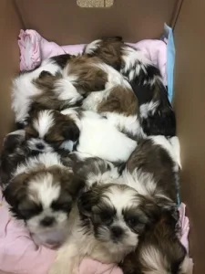 Clinique Vétérinaire à Nanteuil-lès-Meaux