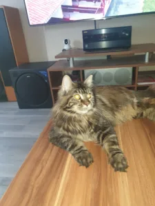 Cabinet vétérinaire Les Béliers à Enchenberg