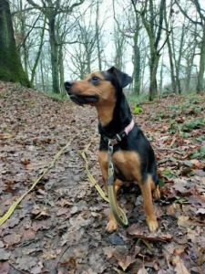 Veterinary Clinic Etoile à Sainte-Geneviève-des-Bois