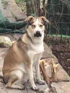 Dr Benjamin Masnou – Vétérinaire Les Mages à Les Mages