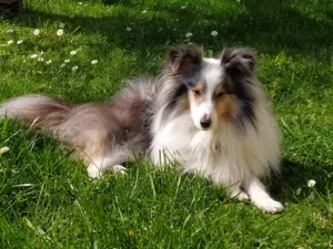 consultation vétérinaire à domicile Dijon, vétérinaire Moving Vet à Thorey-en-Plaine