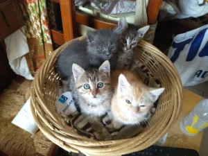 Cabinet Vétérinaire St François à Vernoil-le-Fourrier