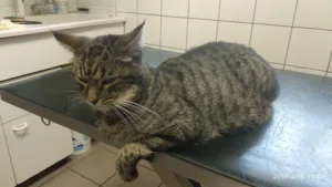 Clinique vétérinaire Univet Faulquemont à Faulquemont