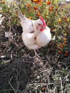 Carsuzaa Jacques à Navarrenx