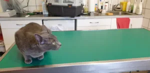 Clinique Vétérinaire Dr Santonja à Ensuès-la-Redonne