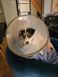 Lefeuvre Philippe St Calixte Veterinary Clinic à Cysoing