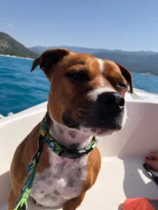 Clinique Vétérinaire de Rousset à Rousset