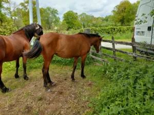 Cabinet Vétérinaire Planton à Pontaumur