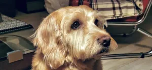 SCP Cau David et Cau Cécile à Saint-Quay-Portrieux