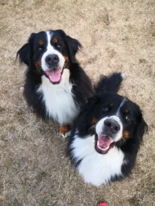 Clinique vétérinaire de Saint-Louis à Saint-Louis
