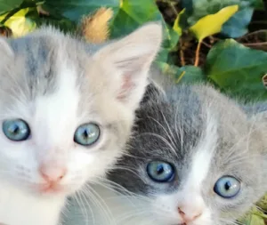Clinique Vétérinaire Sud Mayenne Loiron à Loiron-Ruillé